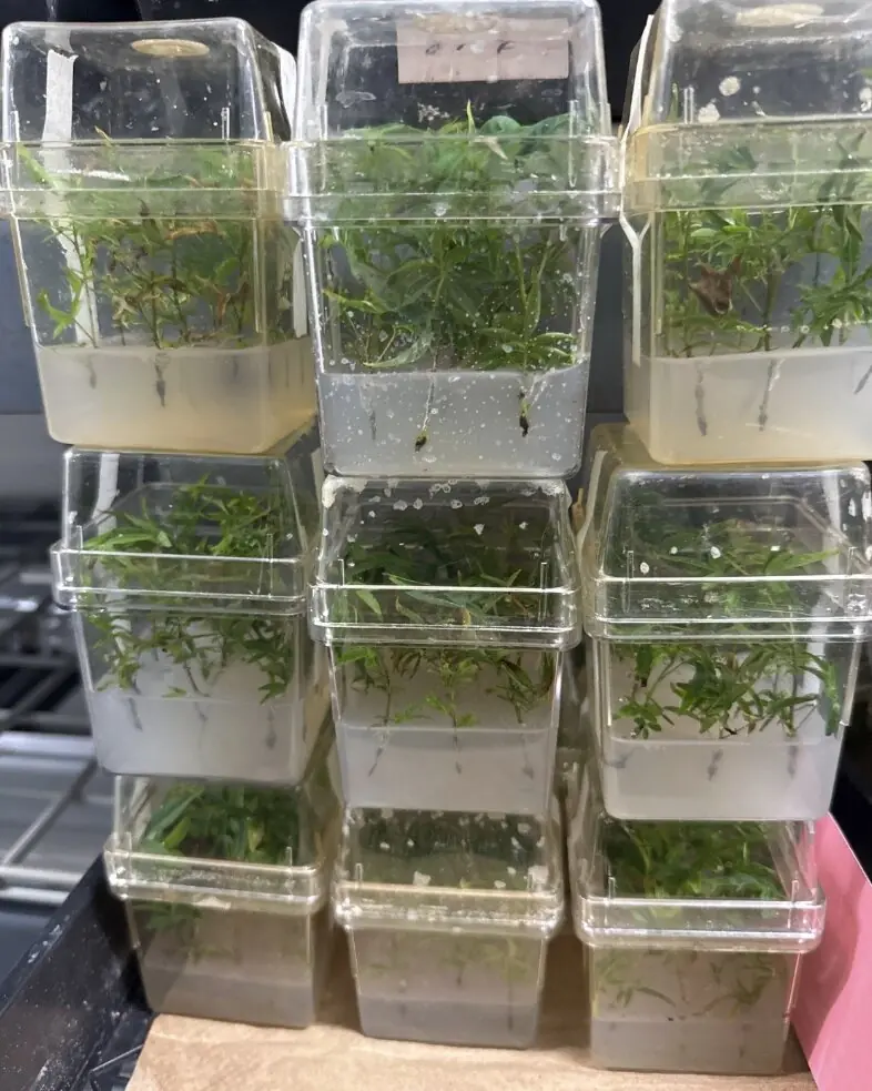 A stack of clear plastic tissue culture boxes filled with green plantlets, sitting on a lab bench.