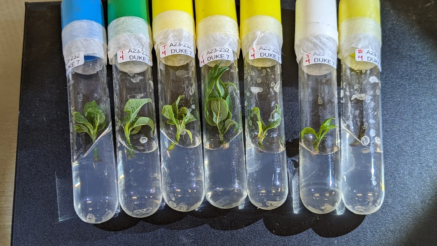 A row of glass culture tubes with coloured caps, each holding a small plantlet growing on agar medium and labelled with a plant-line code.
