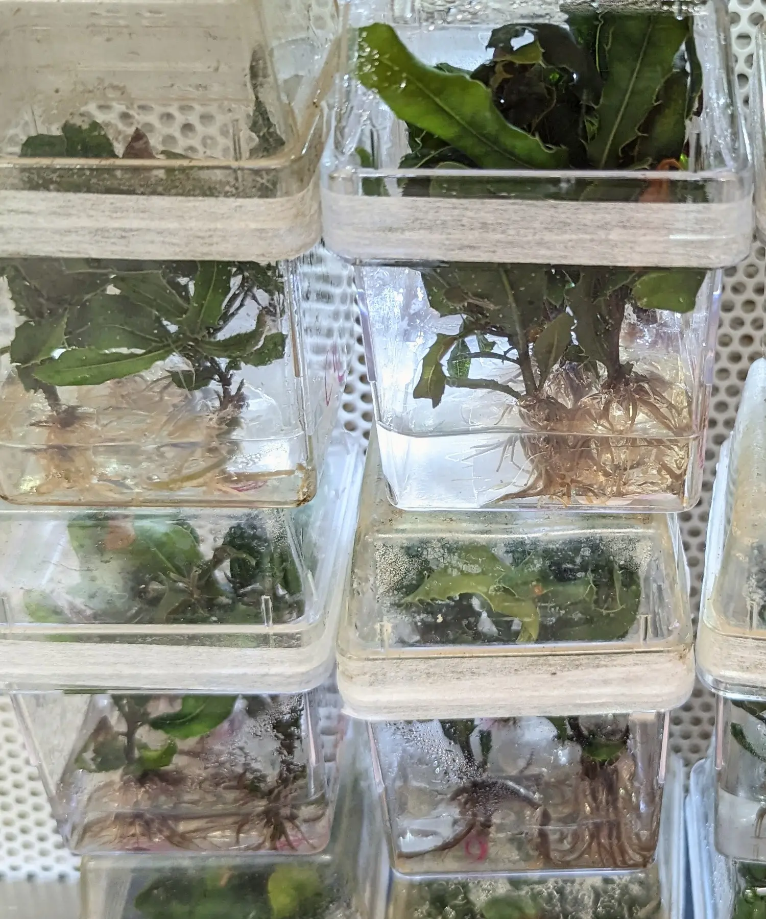 Macadamia cultures, courtesy of TissueGrown Corporation