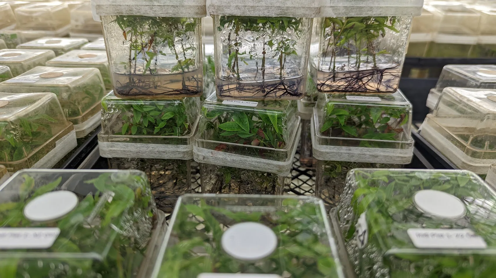 Stacks of tissue culture boxes on the bench — mature rooted cultures up top, earlier-stage material below — a trial in progress